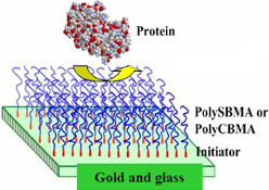 biofouling: drawing showing proteins repelled by PolySBMA