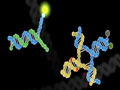rendered image shows synthetic DNA bonding with real DNA