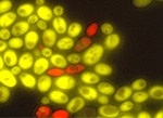 baker’s yeast cells with red and green cells