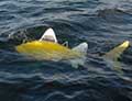 Robotic fish