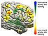 image of brain showing changes in activity with training