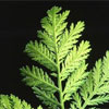 wormwood plant