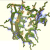 model of a protein in the Foldit game