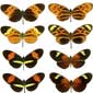image of butterflies that mimic each other for disguise