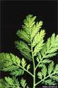 wormwood plant