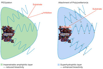 illustration showing increased biological activity using new polymer