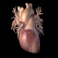 Graphic of heart