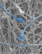 highly zoomed view of nanofiber cloth and sperm cells