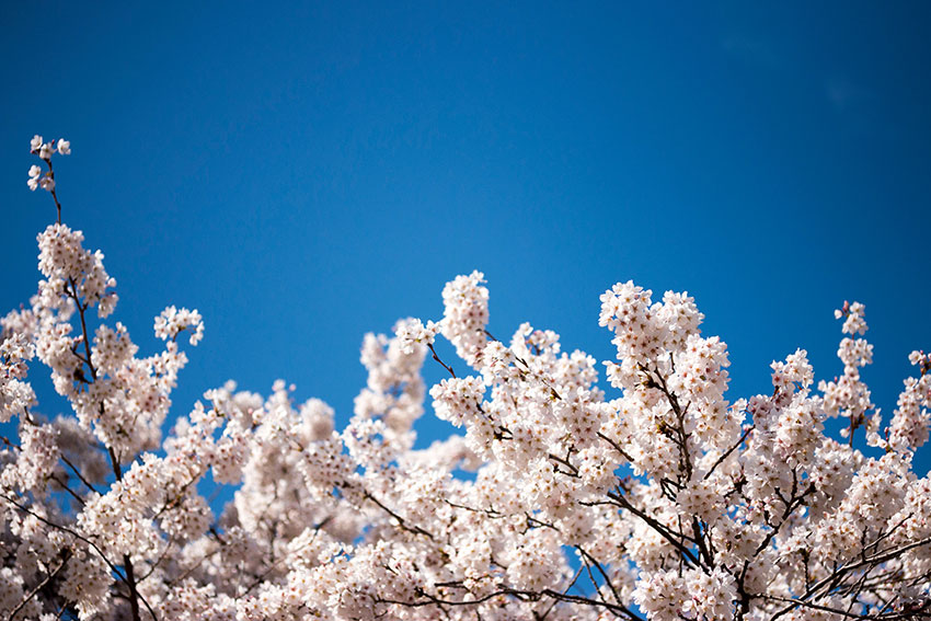 cherry blossoms