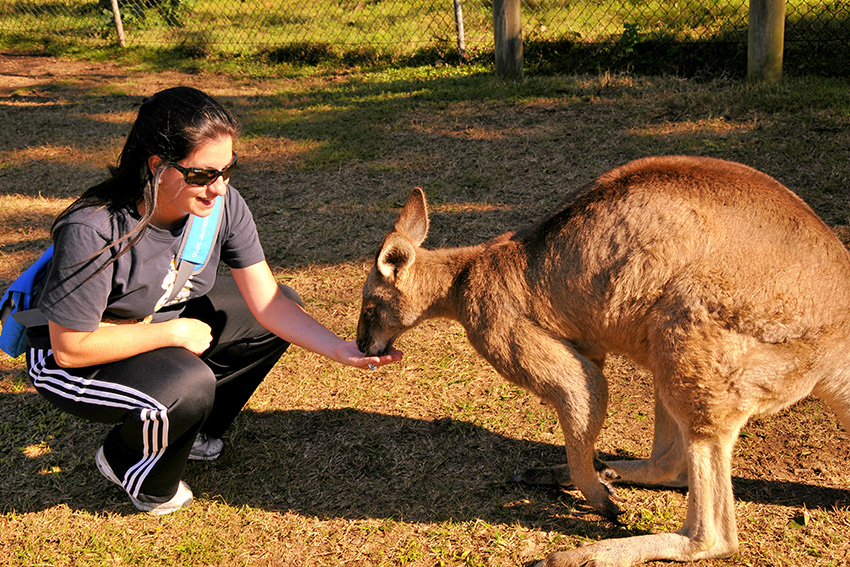 A student feeding a kangaroo