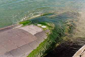 biofouling: marine hull with seaweed attached