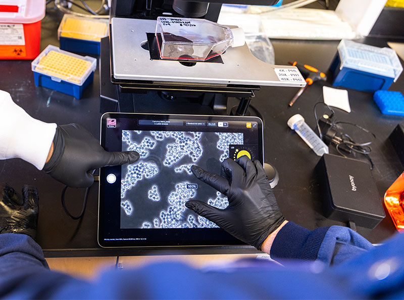 Gloved hands are handling a microscope's digital display showing magnified cells