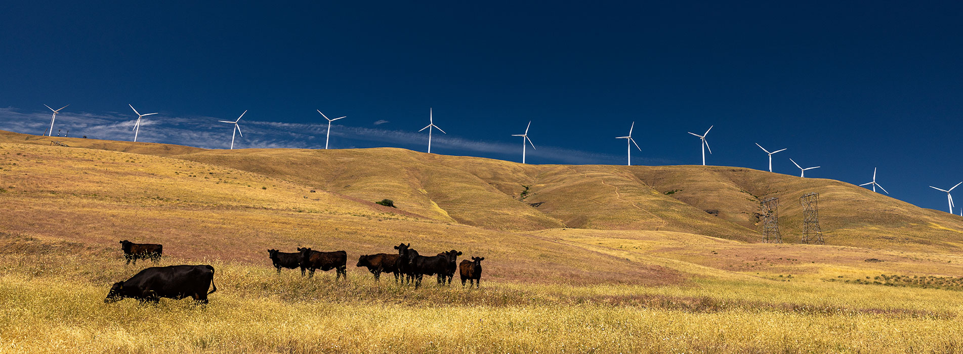 Wind turbines generate renewable energy across rolling grasslands, with cattle grazing in the foreground