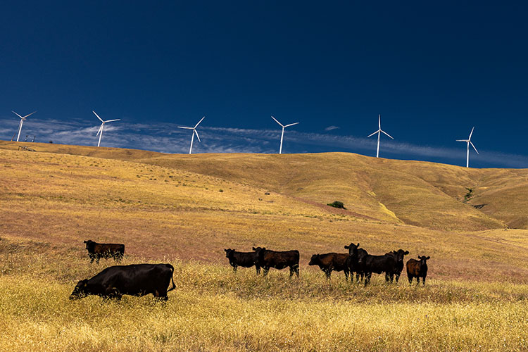 Wind turbines generate renewable energy across rolling grasslands, with cattle grazing in the foreground