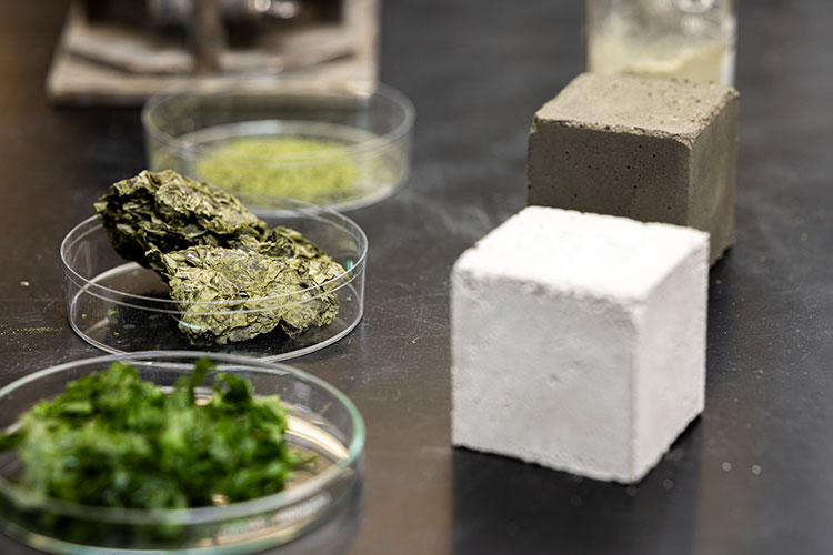Plant-based materials and prototype building blocks displayed in a laboratory