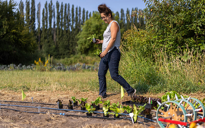 Researcher inspects crops in an experimental farm field with irrigated rows