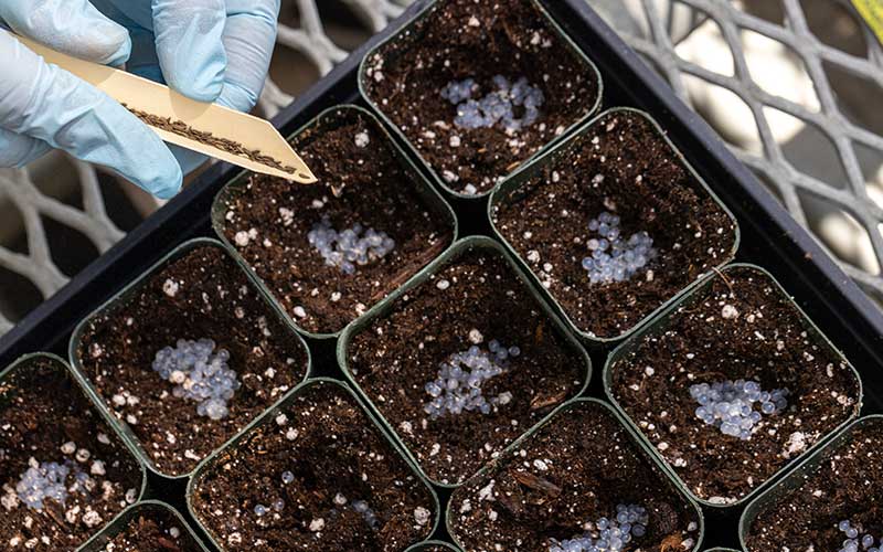 Close-up of seeds being planted in test pots with hydrogel beads