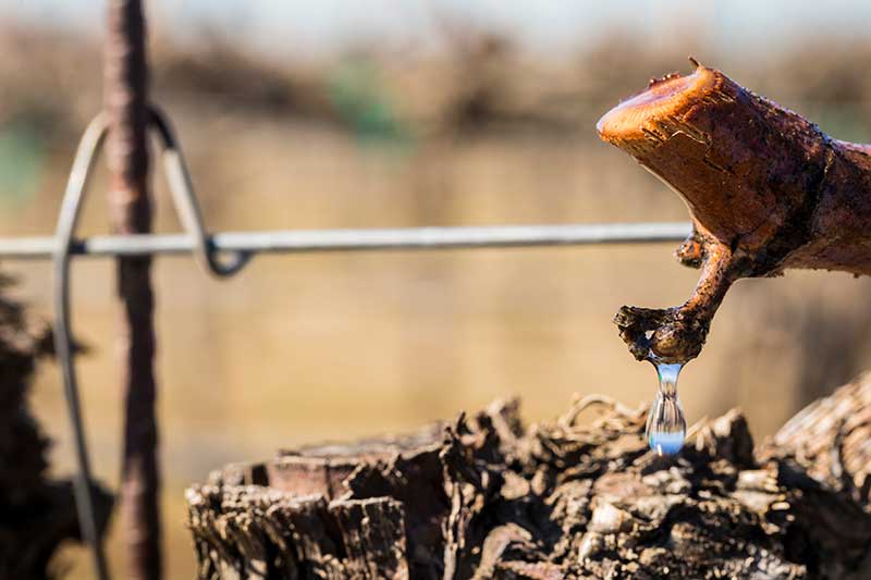 pruned vines in spring