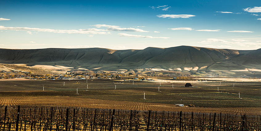vineyard with wind turbines against backdrop of barren hills and blue sky