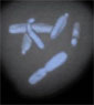 3-D microscope's image of a cell captured during cell division