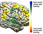 image of brain showing changes in activity with training