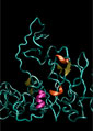 illustration of the molecular structure of tropoelastin, the smallest unit of the protein elastin