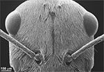 A scanning electron microsocope (SEM) view of the Saharan silver ant’s head densely covered in hairs. (Norman Nan Shi and Nanfang Yu, Columbia Engineering)