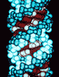 computer graphic of an RNA molecule. Photo: Richard Feldmann