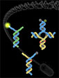 conceptual image shows probe and target complexes at different stages of the reaction that checks for mutations. 