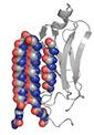 diagram of abnormal protein, left, intercepted by the UW’s compound that can bind to the toxic protein and neutralize it