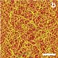 a magnified view of chitosan, originally extracted from squid pen