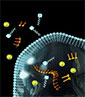 excerpt from illustration of molecular programming