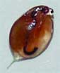 healthy, algae-fed zooplankton