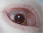closeup of rabbit eye with bionic lens