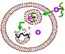 illustration of biotherapeutic “smart” carrier transporting a drug into a cell