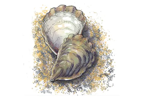 Illustration of shells with starry like background