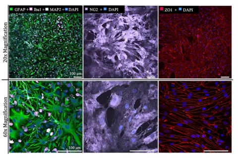 Images of immunocytostaining for cell identity