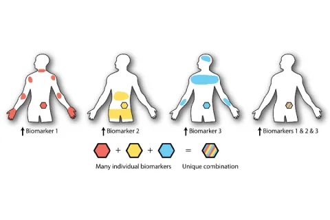 A diagram shows four outlines of a human body, each with different areas highlighted in a different color.