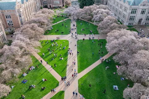 Flowering cherry trees line the UW quad, taken from above.