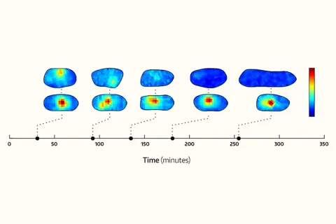 Small blue blobs line up along a graph of time
