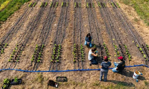 Aerial view of an agricultural test field with rows of young crops, irrigation lines, and researchers examining plants