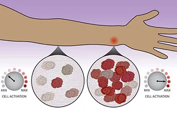 diagram of cell activation