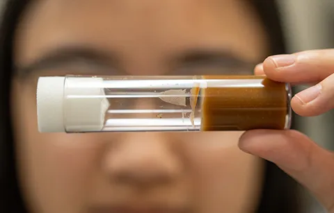 Researcher looking at a fruit fly