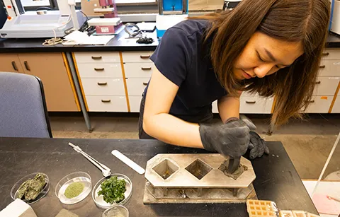 A researcher presses cement into one of three metal molds. Three petri dishes containing seaweed samples sit on the table next to the molds.