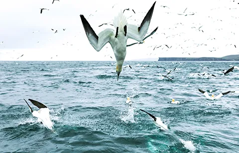 A seabird diving into the ocean, with other birds flying above choppy waters