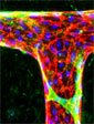 T-junction in an engineered microvessel