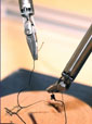 Raven pinchers hold thread for suturing
