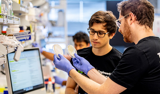 Researchers looking at yeast plates in the lab