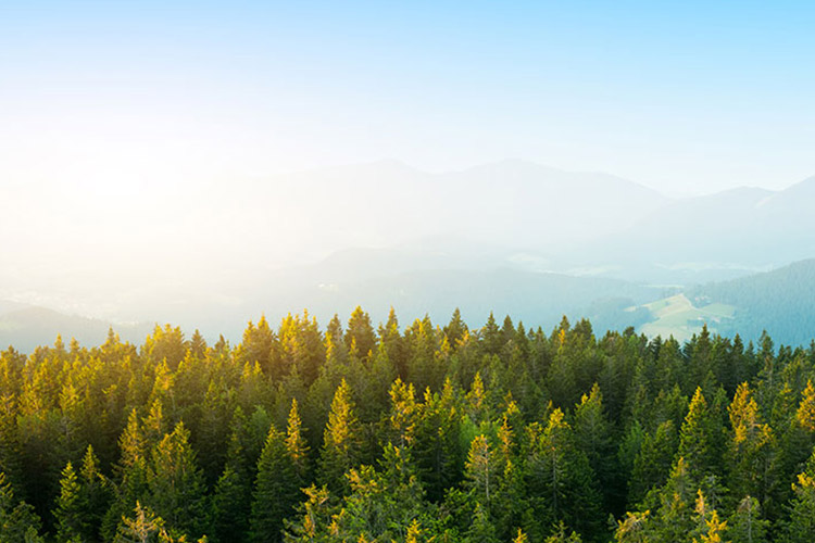 Landscape photo of a forest. At the back of the photo you can see mountains through the clouds.