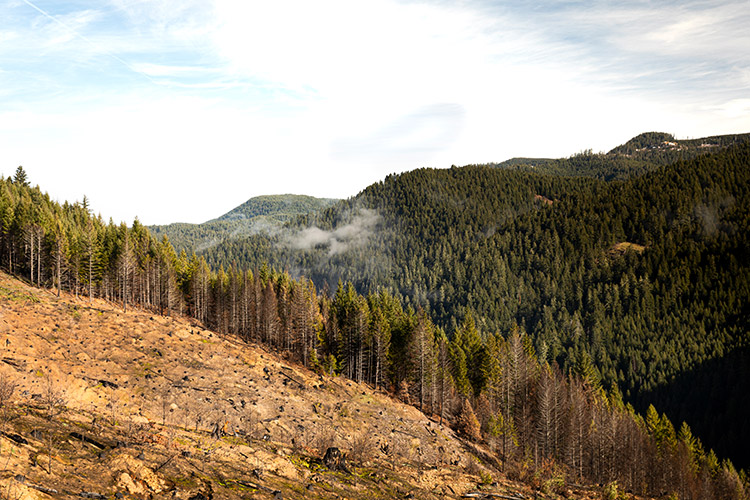 A landscape photo of burnt trees, an area devastated by the Umpqua National Forest fire in the summer 2021